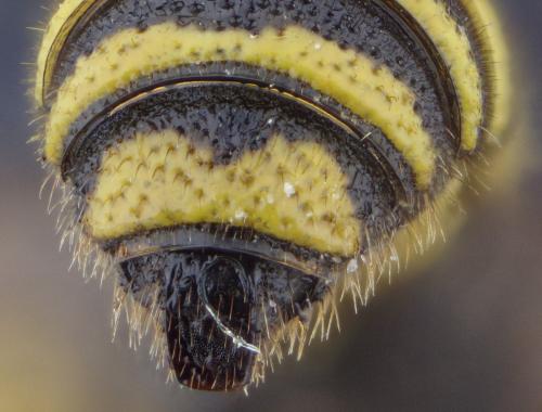 Réf. 268 254 : Cerceris quadricincta corsica